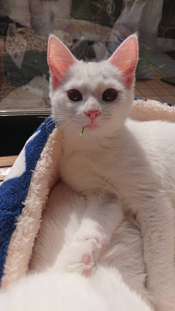 口から出ているのは猫草