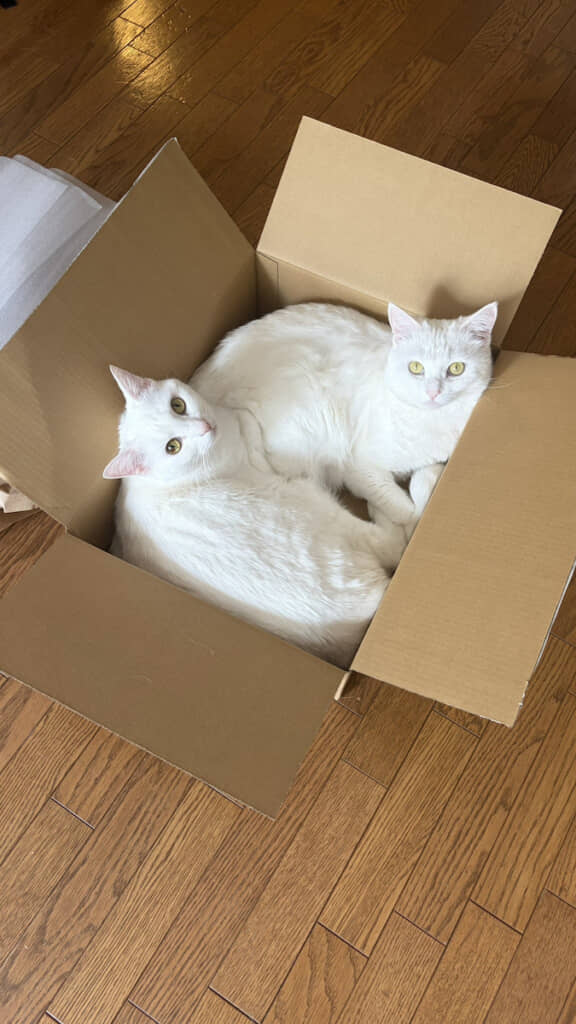 「荷物取り出して段ボール片付けようとふりむいたらこれ」
