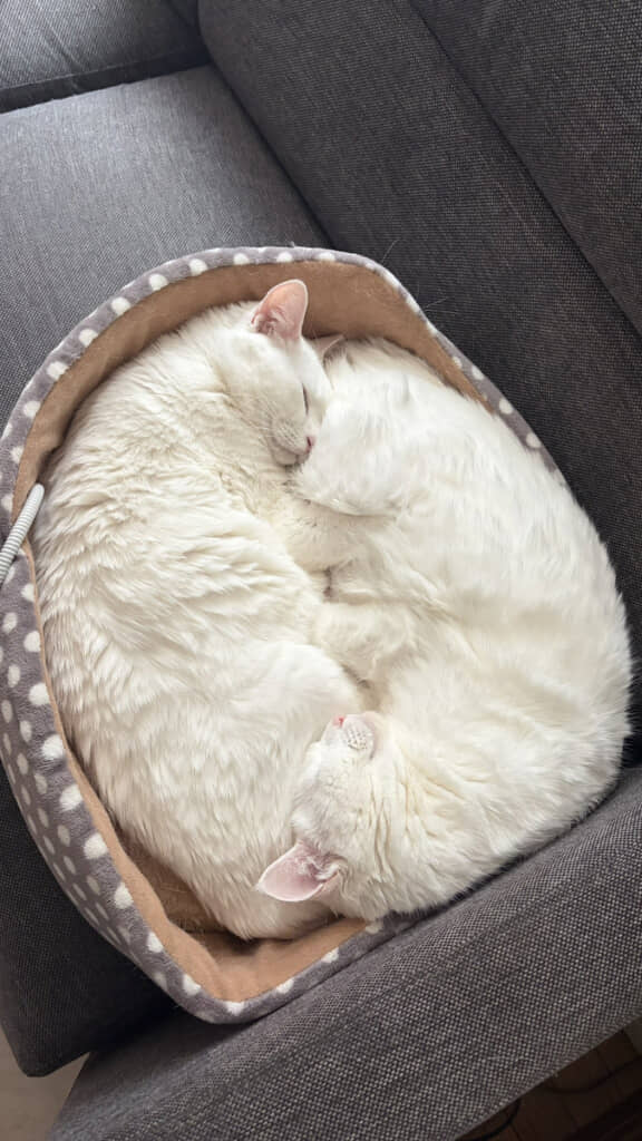 「やっぱり猫はいい」