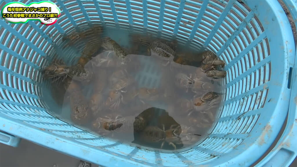 大漁です！