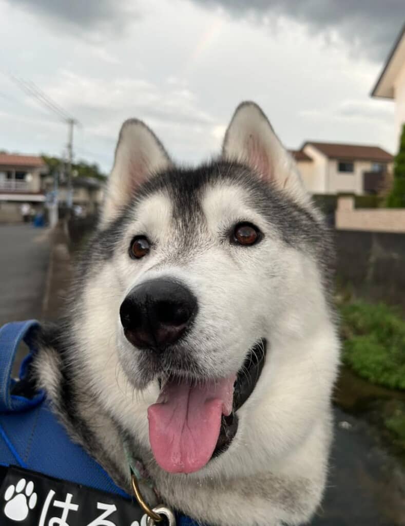 僕「大きくて大人しい柴犬ね」って言われたよー