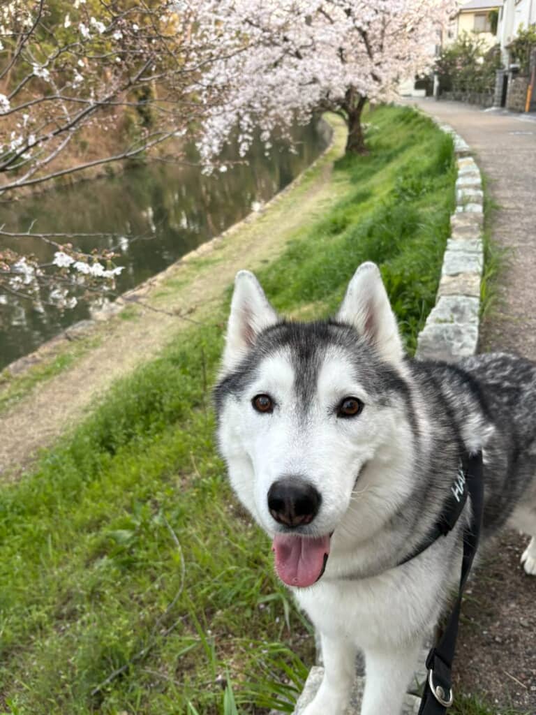 大きくなりました