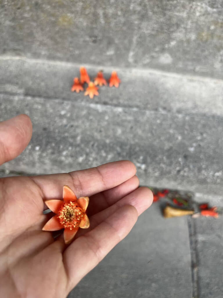 正体はザクロの花。それはそれで花心あたりがタコの口っぽい