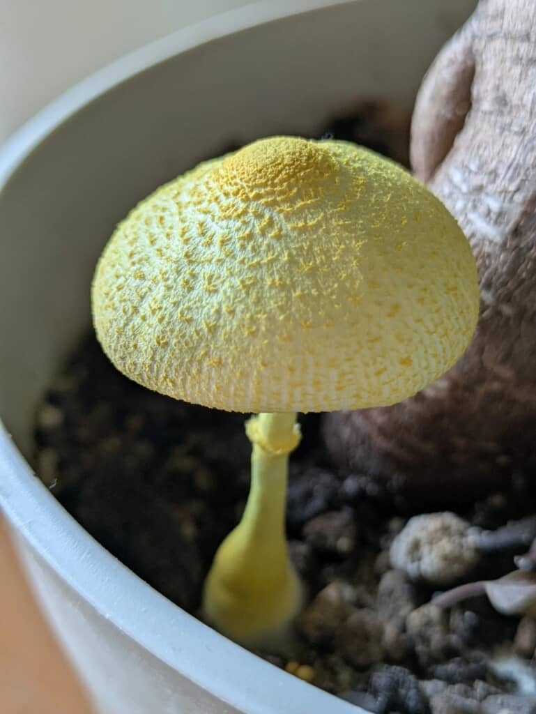根元に生えていた黄色いきのこ