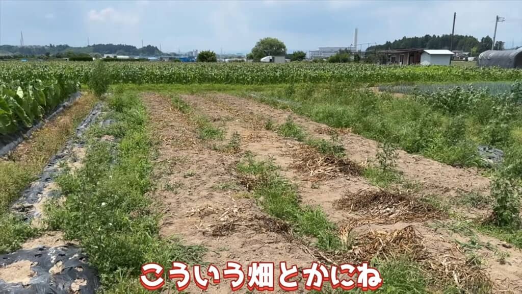投稿者が管理している畑