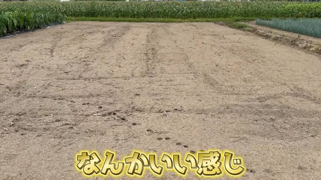 菌の力で植物残渣がほとんどなくなった2週間後の畑