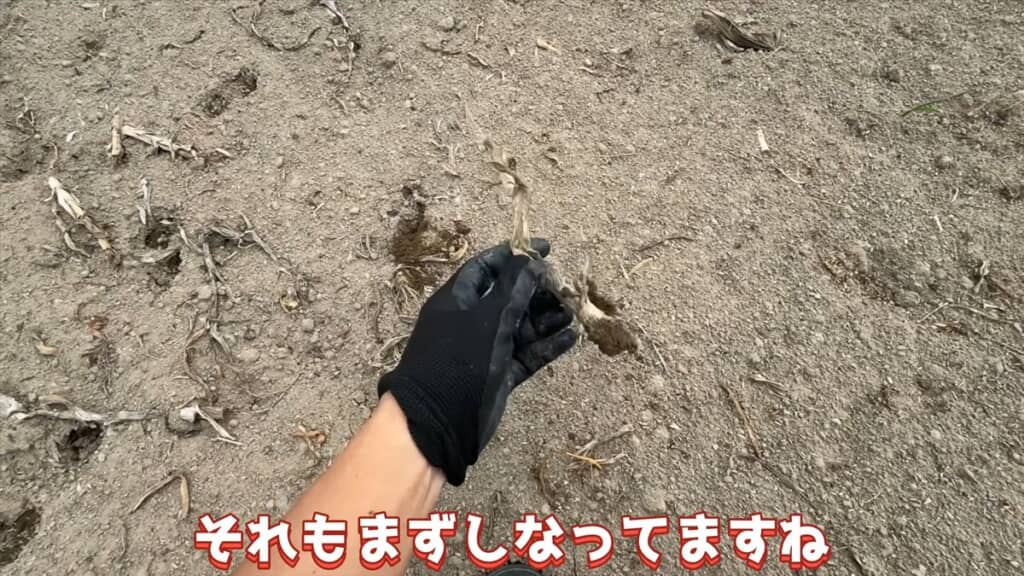 もろくなったニンニクの茎