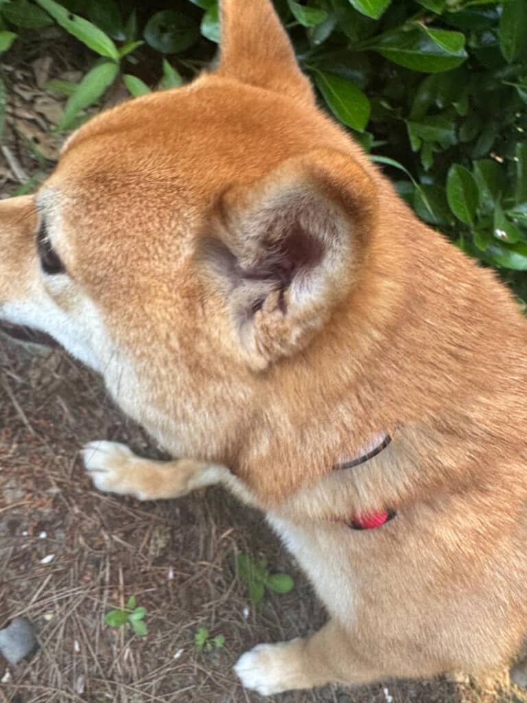 耳の中までふさふさなろくくん