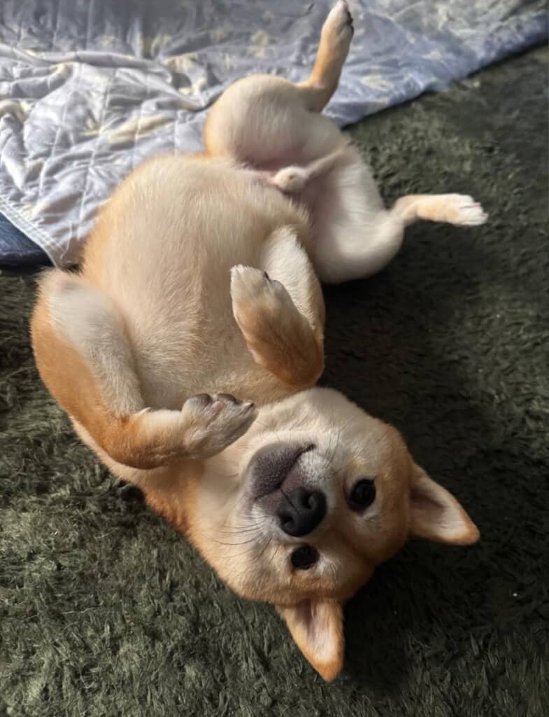 ヘソ天
