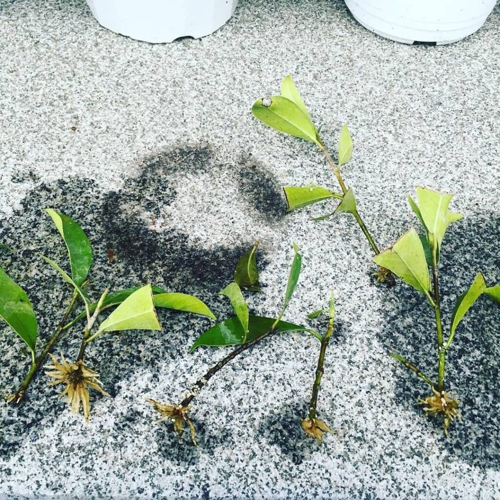 発根させた挿し穂