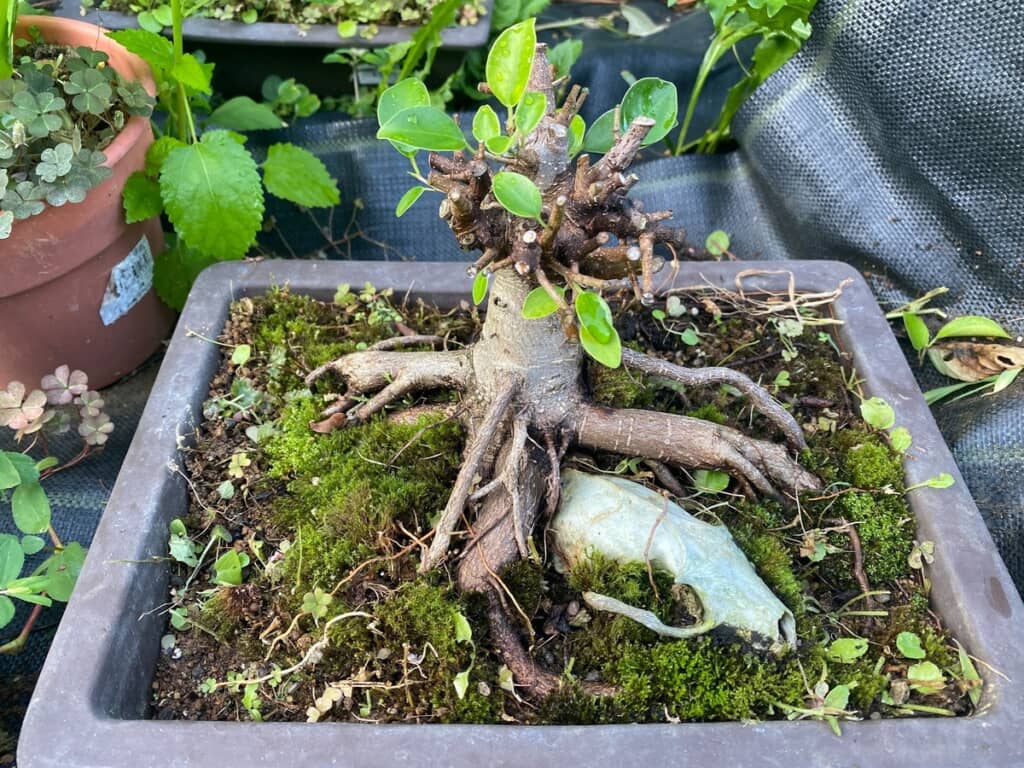 立派に育ったガジュマル