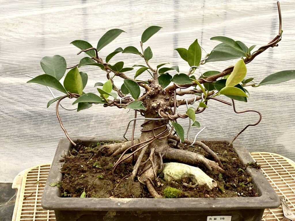 さらに1年後のガジュマル盆栽
