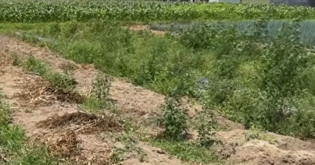 雑草に“納豆菌”をかけたら、2週間後……　目を疑う光景に「こんなすごい働きするなんて」「我が家も試してみます」 | ライフスタイル ねとらぼ