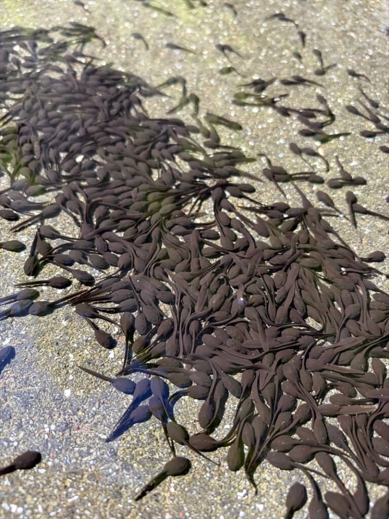 道路の水たまりに大量発生したオタマジャクシ