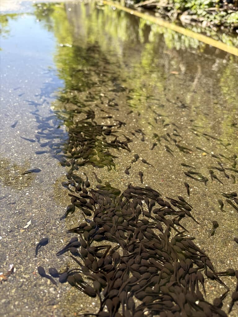 道路の水たまりに大量発生したオタマジャクシ