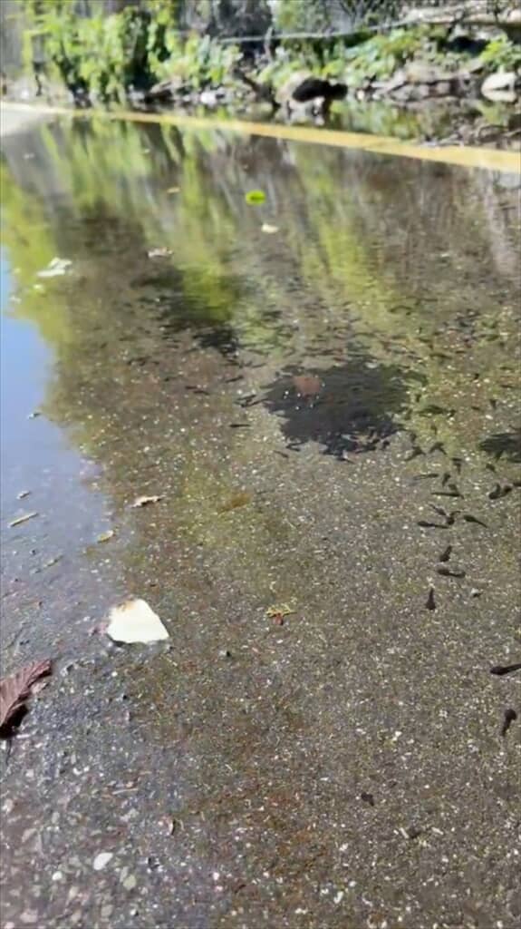 道路の水たまりに大量発生したオタマジャクシ