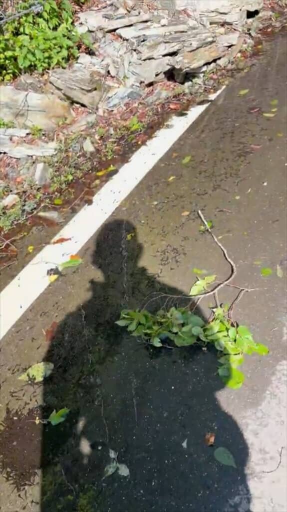 道路の水たまりに大量発生したオタマジャクシ