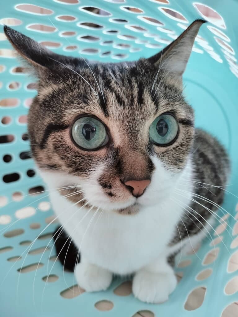 キラキラ透き通る緑の目