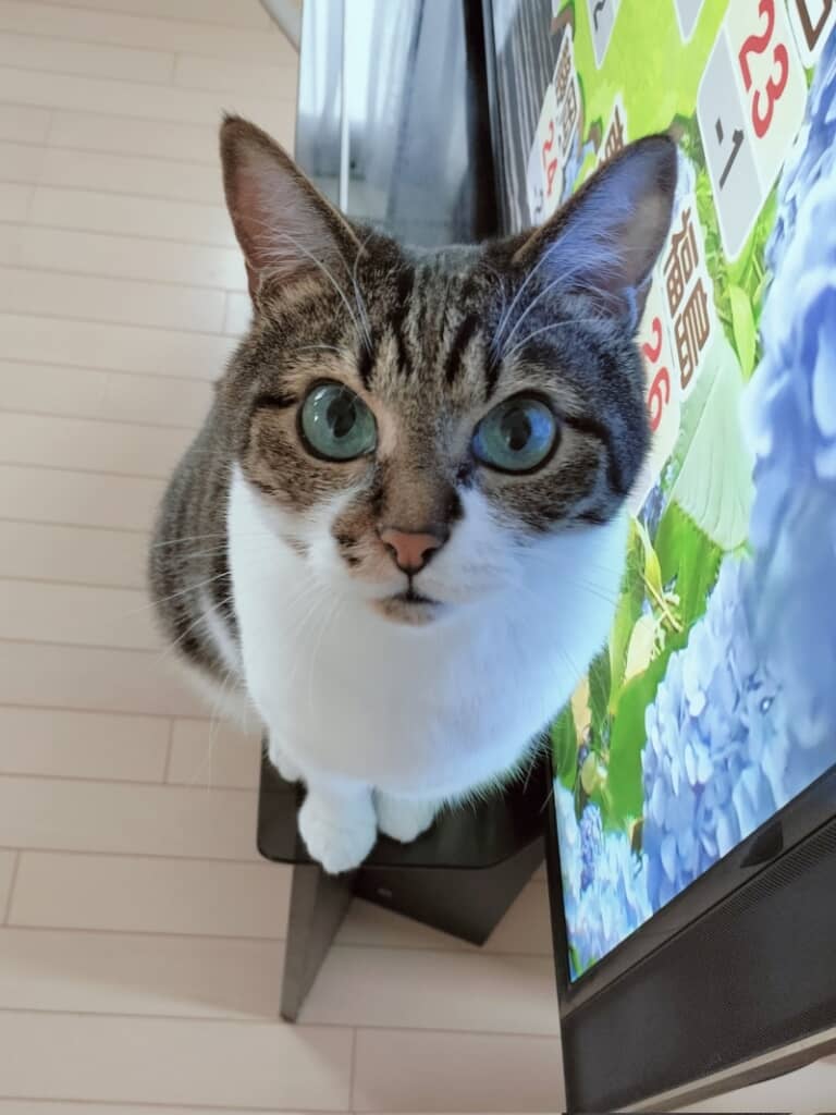 上目遣いがかわいすぎます