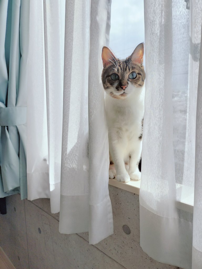 ニャルソック開始