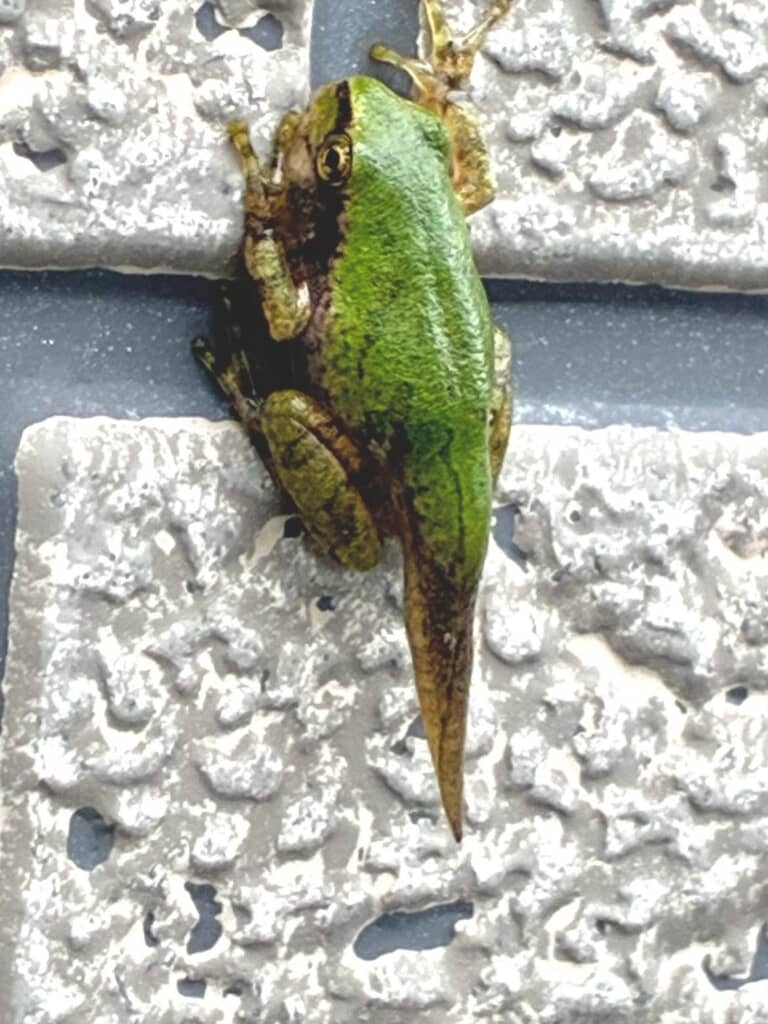 立派に伸びちゃっていますね