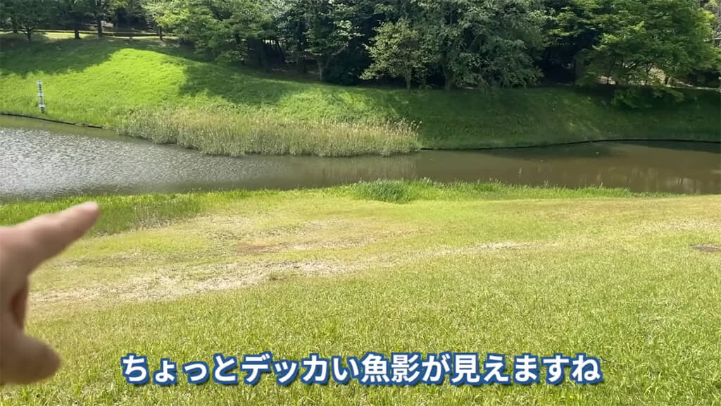 池に近付いていくと、大きな魚影が見えました