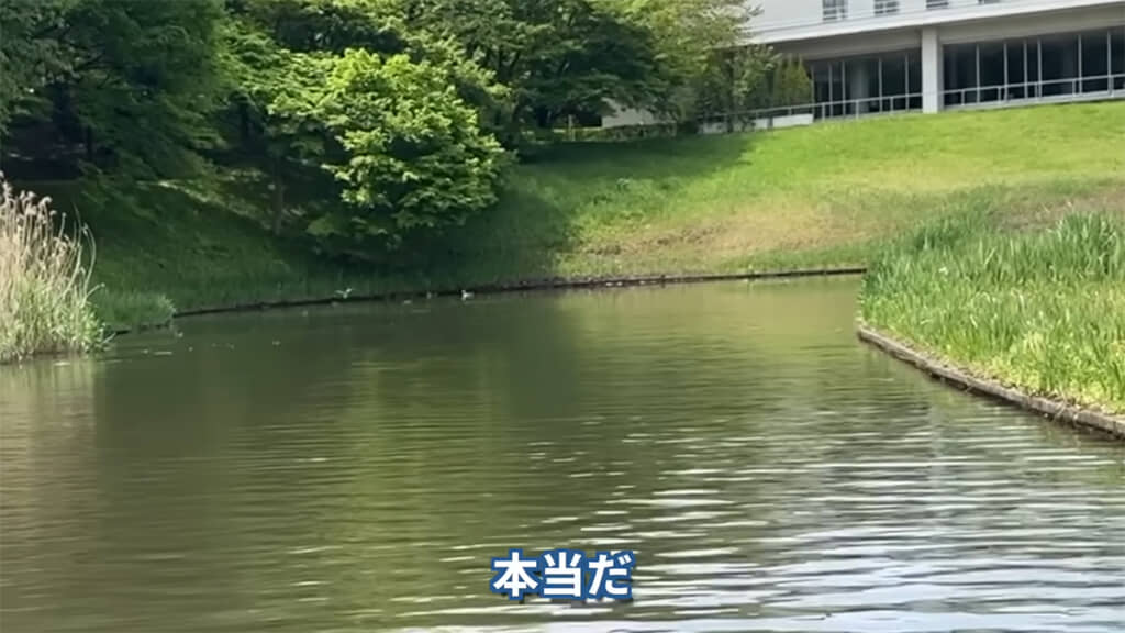 池はひょうたんのような形をしています