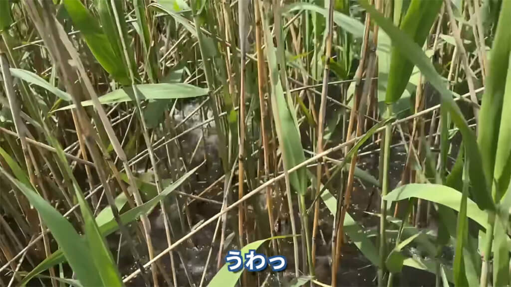 水中ではコイに分がありますね……！