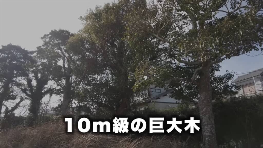シルバー人材センターのおじいちゃんたちによる巨大木の伐採
