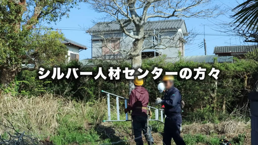 シルバー人材センターのおじいちゃんたちによる巨大木の伐採