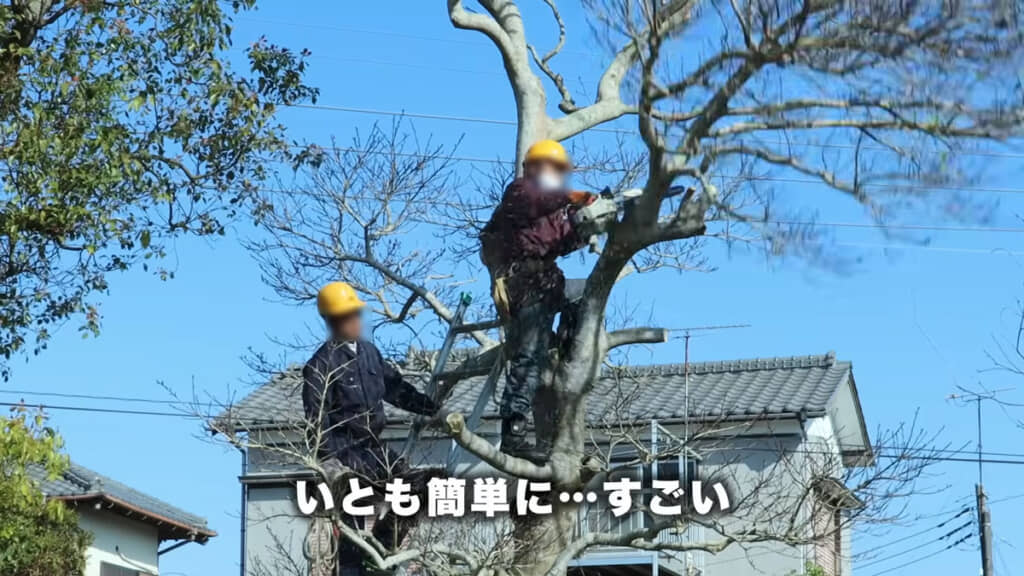 シルバー人材センターのおじいちゃんたちによる巨大木の伐採