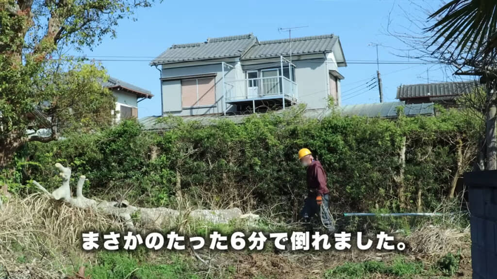 シルバー人材センターのおじいちゃんたちによる巨大木の伐採