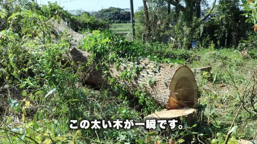 シルバー人材センターのおじいちゃんたちによる巨大木の伐採