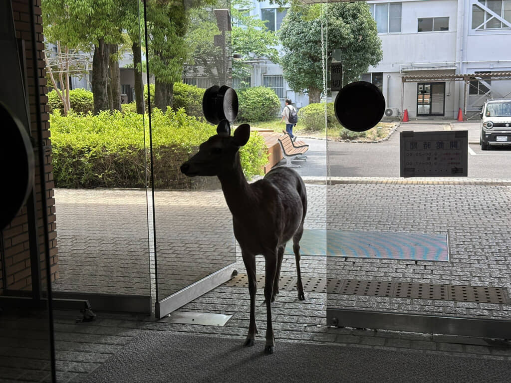 鹿さんが入ってきた……！