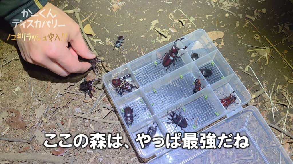 夜の雑木林で採取したクワガタ