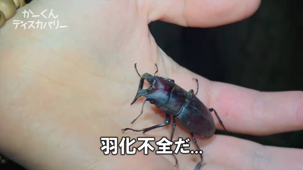 羽化不全でアゴが変形したクワガタ