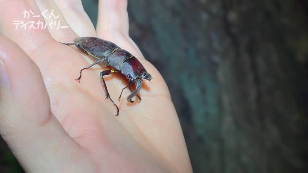 羽化不全でアゴが変形したクワガタ