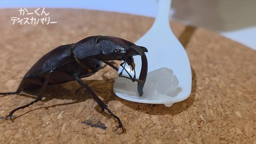 羽化不全でアゴが変形したクワガタ
