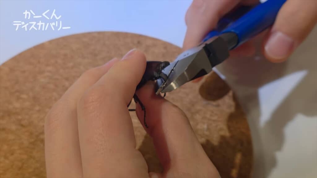 羽化不全でアゴが変形したクワガタの治療