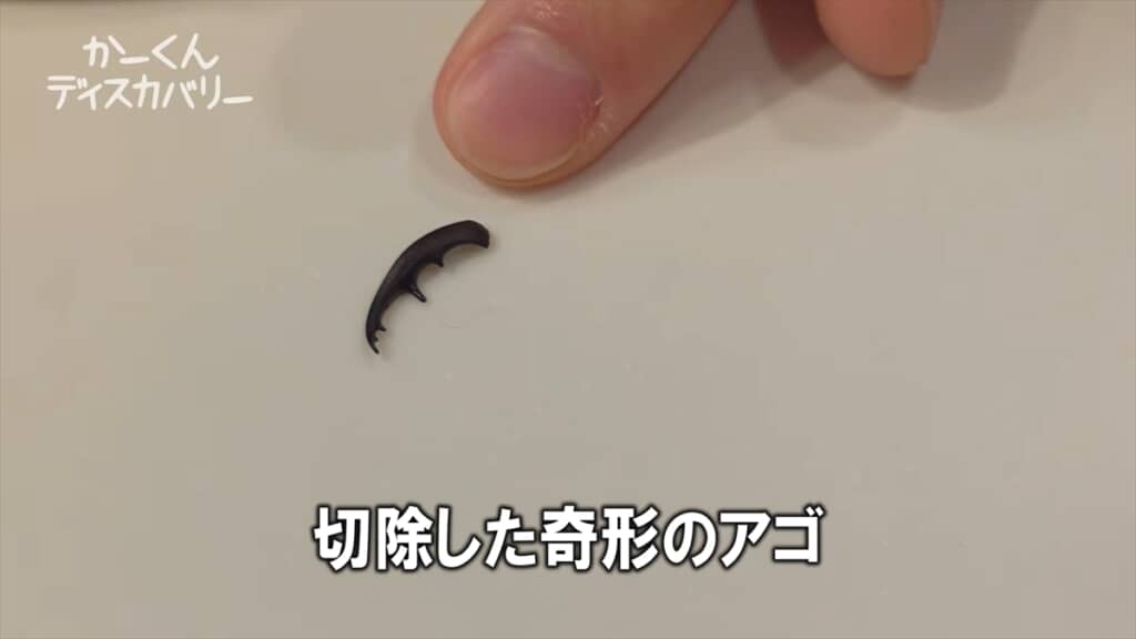 羽化不全でアゴが変形したクワガタの治療