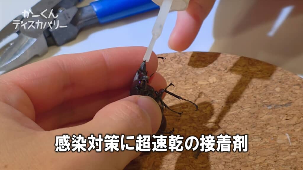 羽化不全でアゴが変形したクワガタの治療