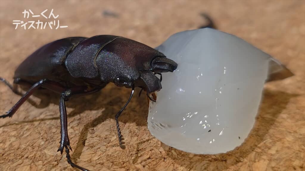 羽化不全でアゴが変形したクワガタの治療