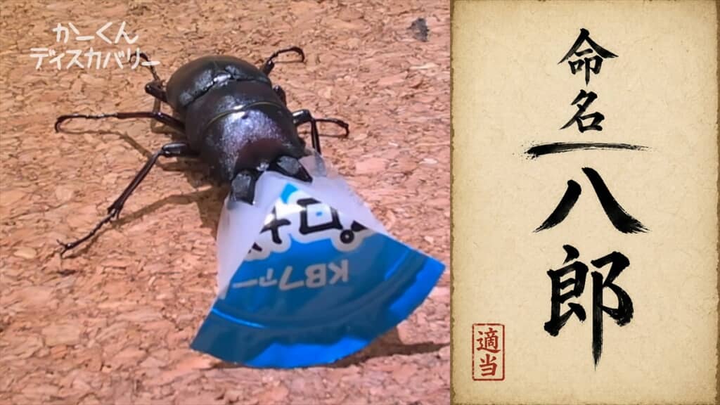 羽化不全でアゴが変形したクワガタの治療