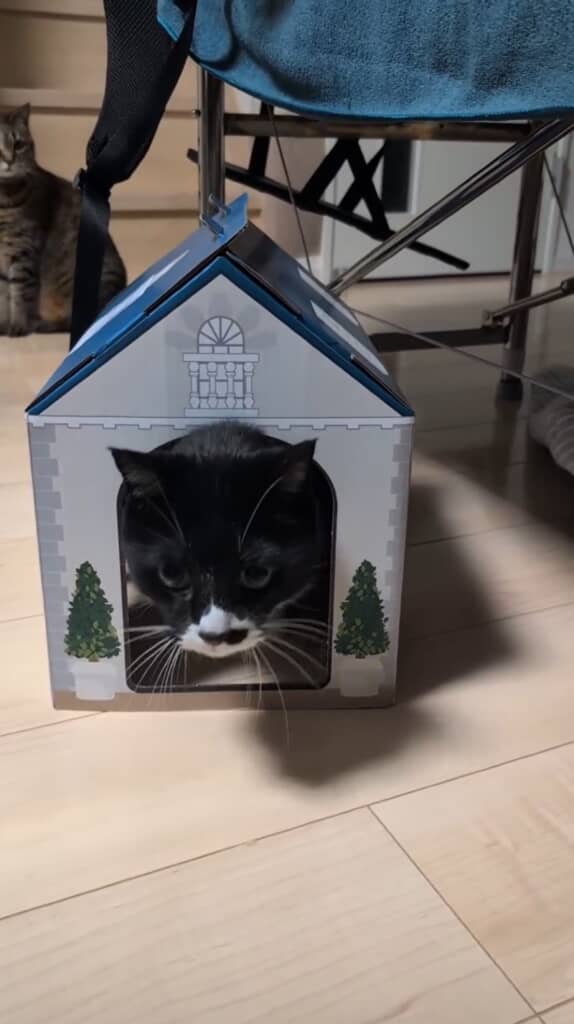 おうちから顔を覗かせる猫ちゃん
