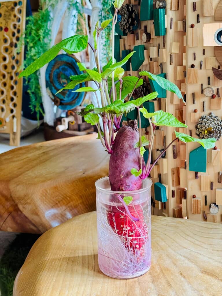 観葉植物になったオシャレなさつまいも