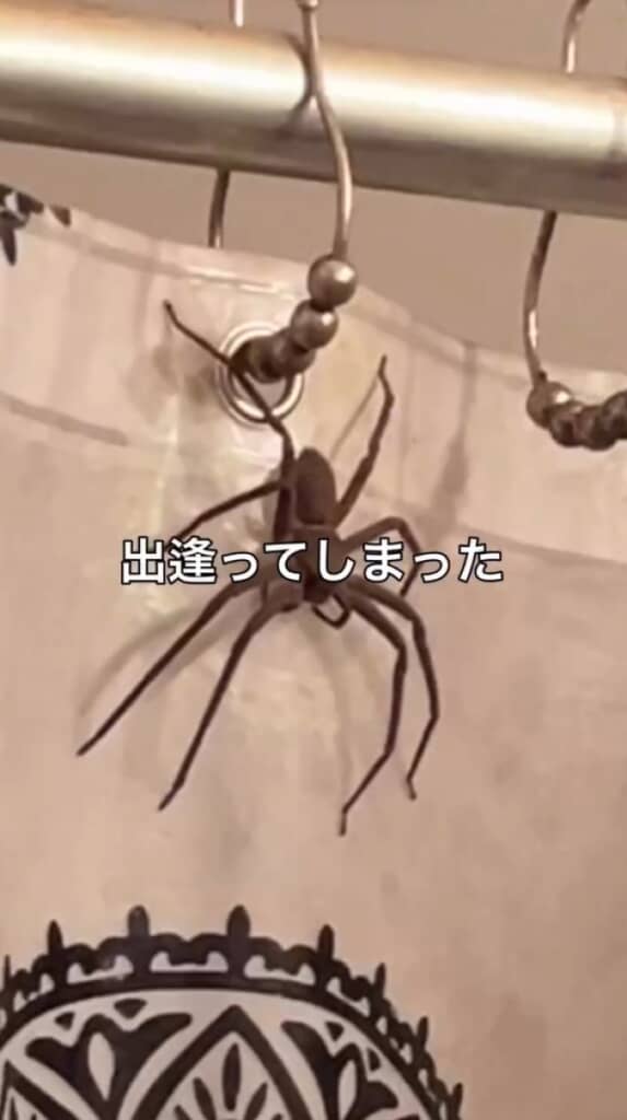 シャワーカーテンに佇む巨大クモ