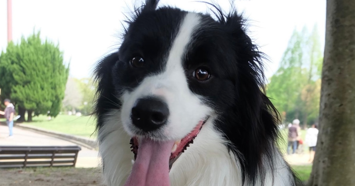 愛犬と散歩→帰ってきて、スマホを見てみたら…… 驚きの表示画面に「生きてる?」「ガリガリになってしまう笑」と339万表示(1/2) | 犬 ねとらぼ