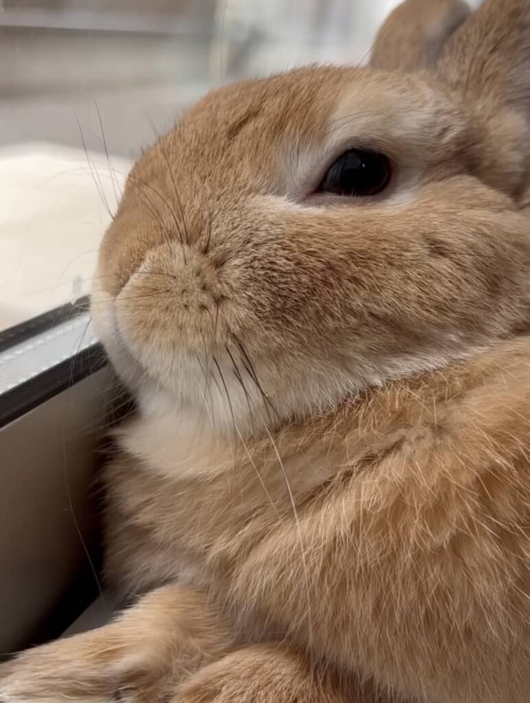 そろそろお昼寝タイムのふうくん