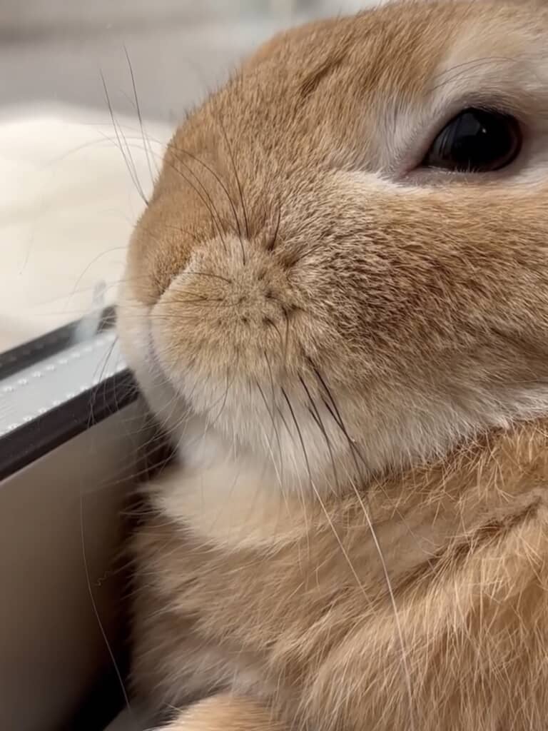 窓ガラスを見てみると……
