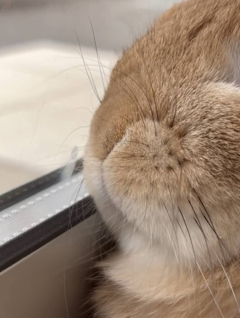 また曇る。小さな跡がかわいすぎ